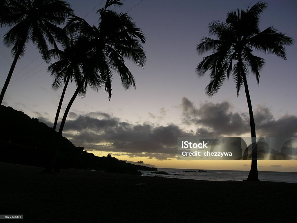 Hawaiian Palms - Zbiór zdjęć royalty-free (Bez ludzi)