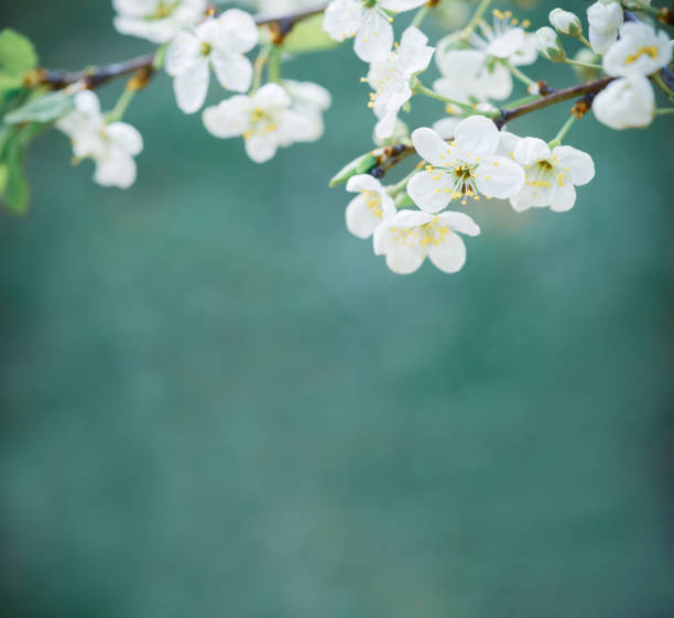 Free Stock Photo of Branch With White Flowers and Green Leaves ...