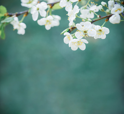 branch with spring flowers