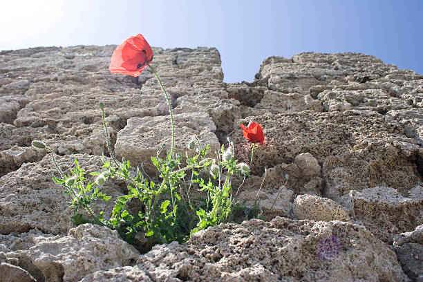 A Poppy growing from the old city wall of Rhodes Town