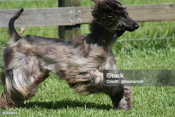 Afghan Hound Stock Photo - Download Image Now - Afghan Dog, Activity, Animal Hair