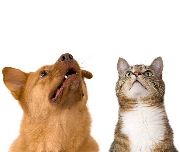Dog and cat looking up stock photo