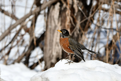 Close up of an American Robin standing on the snow covered forest floor