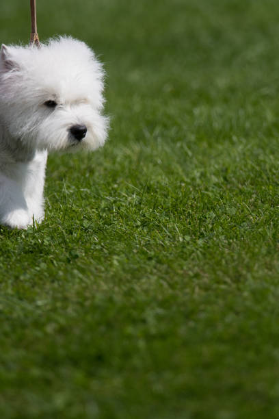 istock West Highland White Terrier moving into the frame 1472766756