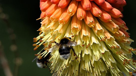 Bee - Apis mellifera - pollinates a blossom of the butterfly milkweed - Asclepias Tuberosa