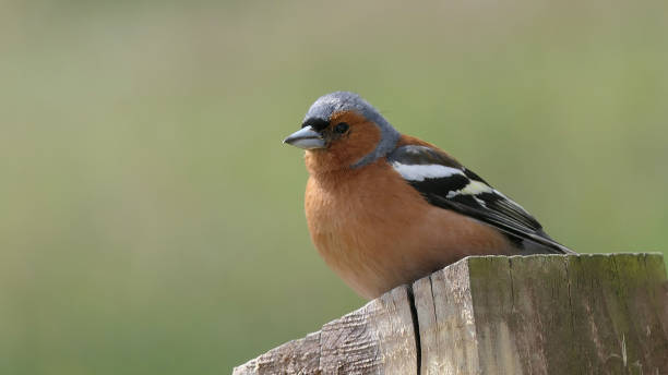 istock Chaffinch sitting on a fence UK 1472768722