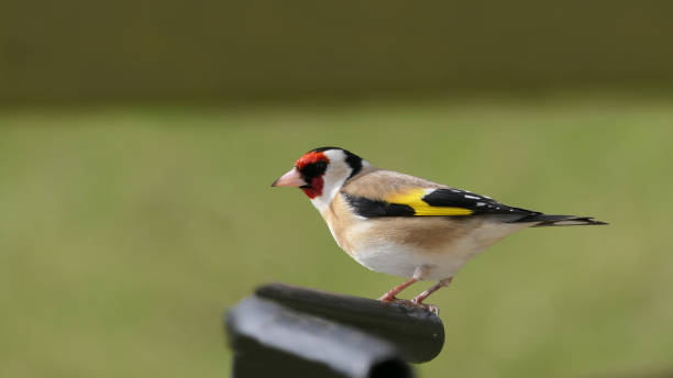 istock Goldfinch chick on a gate in wooda in UK 1472768754