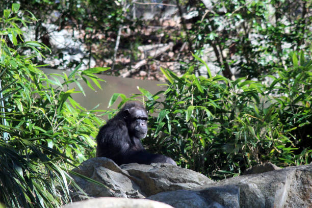 Chimpanzee at North Carolina Zoo stock photo
