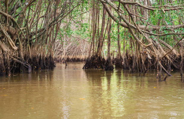 istock Banyan Tree and Mangrove forest in Sang Nae Canal Phang Nga, Thailand 1472769005