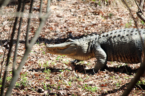 Alligator at North Carolina Zoo located in Asheboro, NC. This cold blooded reptile is moving into the sun.