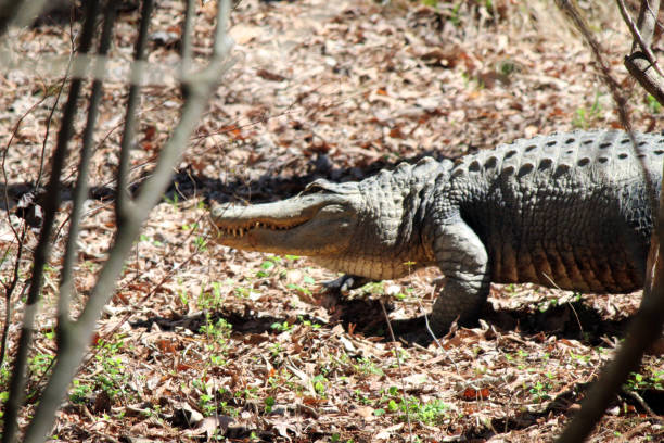American Alligator at North Carolina Zoo stock photo