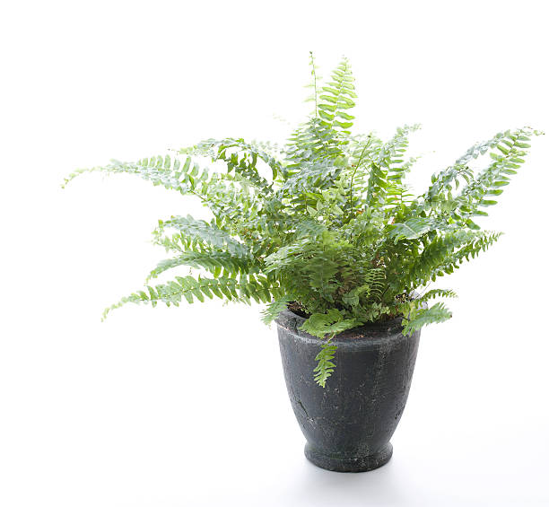 istock Potted Plant - Fern 147276926