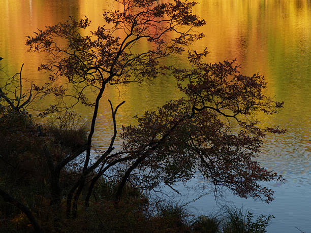 silhouette of tree by autumn colored lake stock photo
