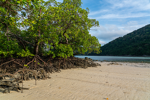 Mangrove treees in Mai Ngam beach, Surin island national park, Phang Nga, Thailand.