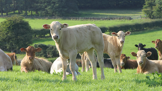 Pup Sapi Sapi Sapi Dan Anak Sapi Makan Rumput Di Ladang Di Peternakan Di Inggris ...