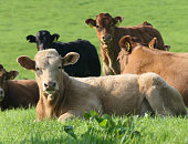 Cattle Cows and Calves eating grass in a field at farm in UK