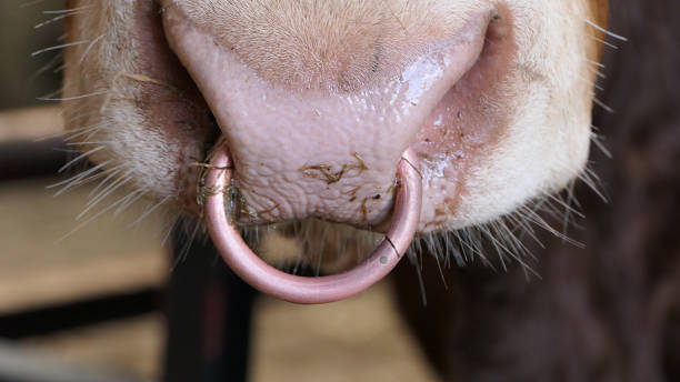 istock Red Limousine Bull with a ring in its nose 1472770374