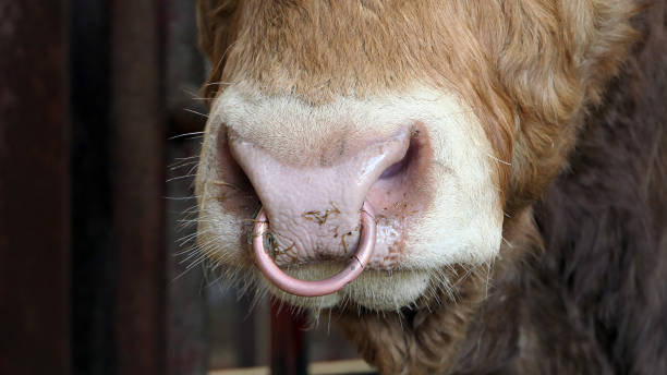 istock Red Limousine Bull with a ring in its nose 1472770388