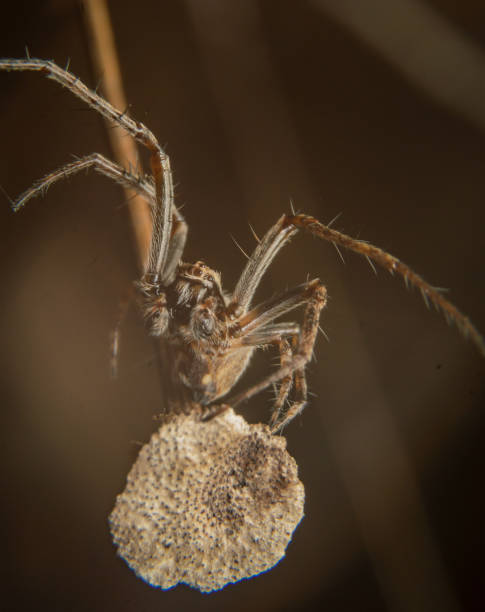 Arachne Bilder und Stockfotos iStock