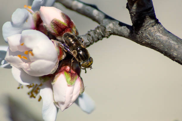 Busy Bumble bee with its head in a cherry tree blossom flower harvesting nectar and pollen