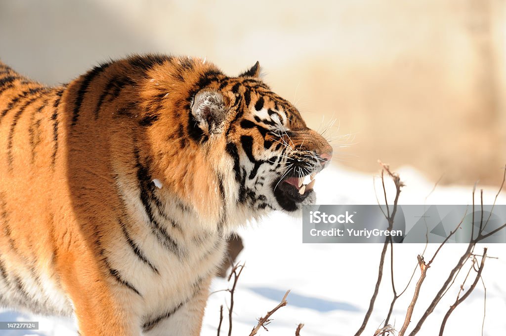 Tigre com bared fangs - Royalty-free Agressão Foto de stock