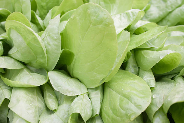 lettuce stock photo