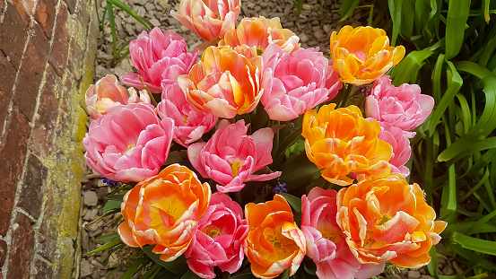 Beautiful variegated tulips viewed from above as they grow and brighten up the garden on a spring day in rural England.
