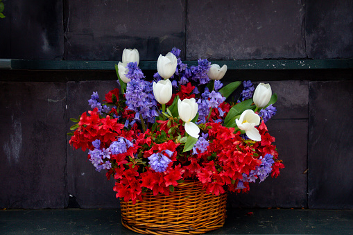 Beautiful display of spring flowers tulips hyacinth and rhododendrons set against a black background