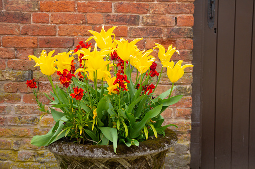 Beautiful yellow tulips and rust coloured wallflowers forming a lovely Spring display in plant pot set against an old brick wall.