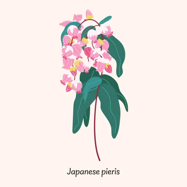 Vector illustration of Pieris japonica isolated on beige background. Spring flower vector illustration