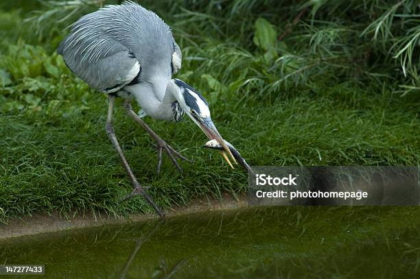 Gray Heron Is Catching A Fish Stock Photo - Download Image Now - Animal Body Part, Animal Head, Animal Wildlife