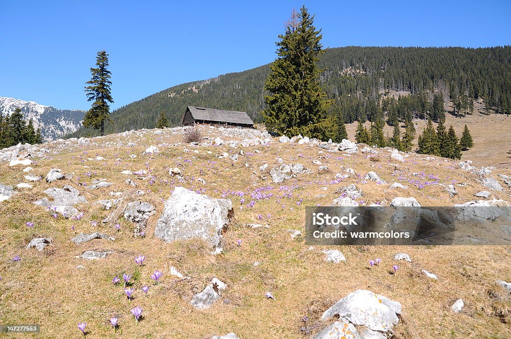 Paisagem de montanha com roxo crocus - Foto de stock de Azul royalty-free