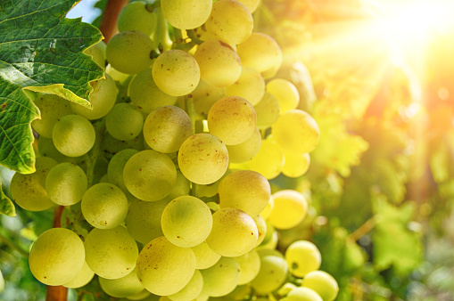 Close-up of a branch of grape vine with grapes cluster on sunlight background