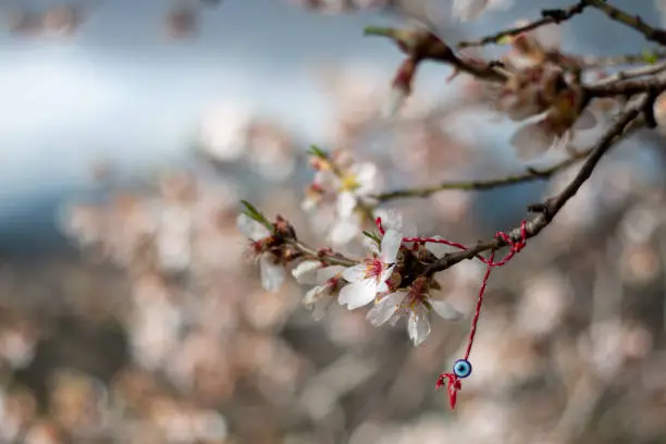 Blossoming almond branch, you can see hanging from it a Martinica bracelet of the wishes of Bulgarian tradition