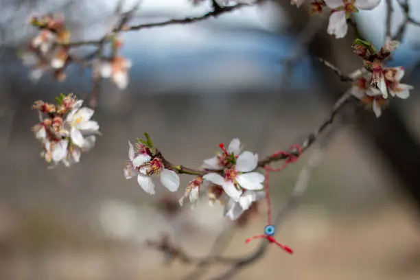 Blossoming almond branch, you can see hanging from it a Martinica bracelet of the wishes of Bulgarian tradition