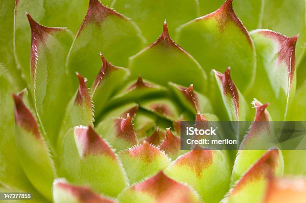 Sempervivum Stock Photo - Download Image Now - Abstract, Botany, Close-up