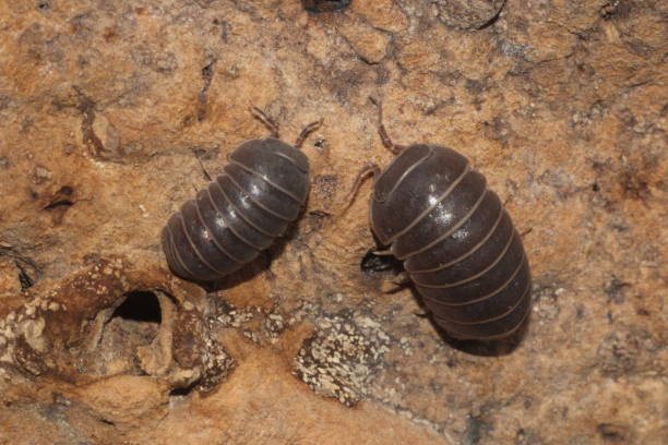istock Armadillo Officinalis Isopod duo on Cork Bark Underside 1472778636