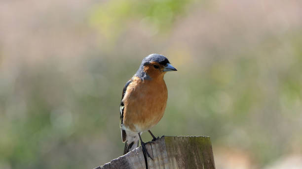 istock Chaffinch sitting on a fence UK 1472778790