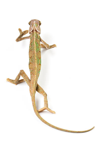 istock Beautiful big chameleon sitting on a white background 147278019