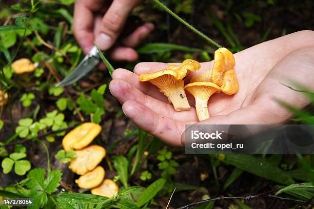 Prelievo Chanterelles - Fotografie stock e altre immagini di Gallinaccio - Gallinaccio, Cantharellus formosus, Foresta