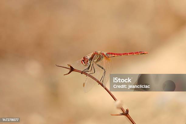 Libellula - Fotografie stock e altre immagini di Ala di animale - Ala di animale, Animale, Composizione orizzontale