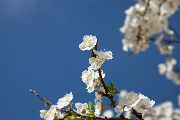 White spring flowers stock photo