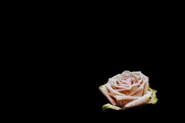 a close up of a soft pink rose on a matte black background