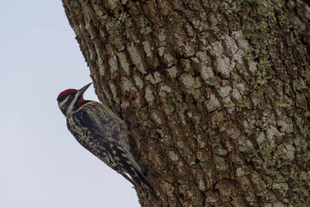 istock Yellow-bellied Sapsucker Clings to Tree 1472783632