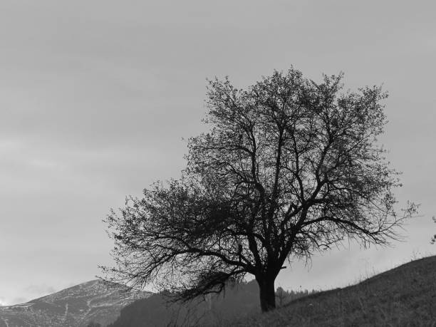 istock A beautiful lonely tree in nature 1472783641