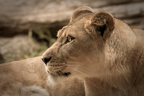 istock Lioness sitting on a rock 147278372