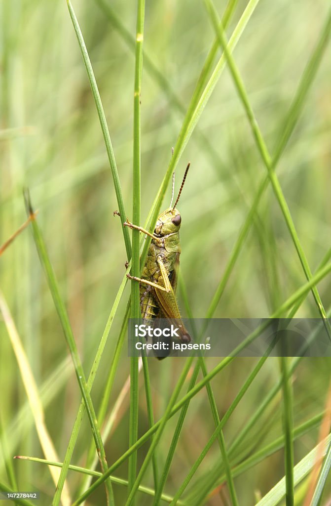 grasshopper - Foto de stock de Animal royalty-free