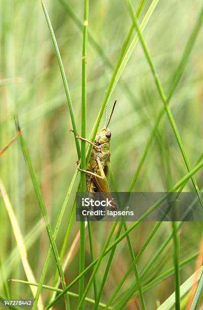 Foto de Grasshopper e mais fotos de stock de Animal - Animal, Antena - Parte do corpo animal, Biologia