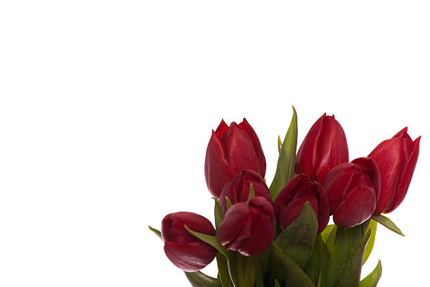 Tulipanes rojos - foto de stock