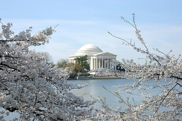 Cherry Blossoms stock photo